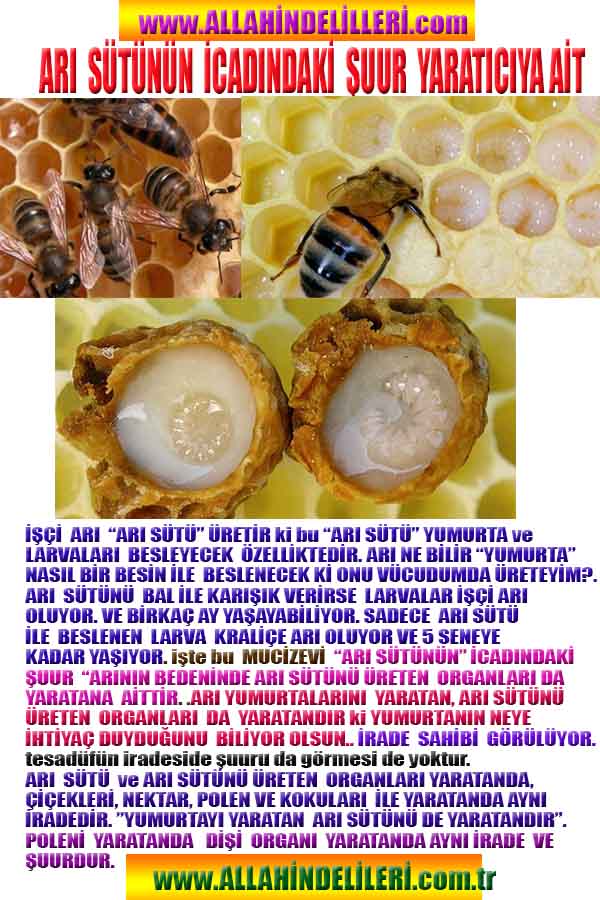 Allahın Varlığının Delilleri, Allahın Delilleri, Tanrının ispatı, Tanrının kanıtları, Allahın ispatı, Allahin delilleri