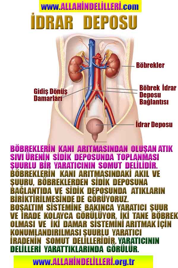 Allahın Varlığının Delilleri, Allahın Delilleri, Tanrının ispatı, Tanrının kanıtları, Allahın ispatı, Allahin delilleri